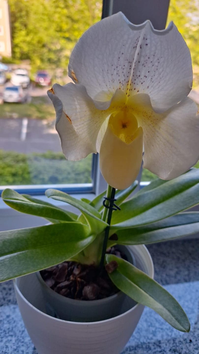 Customer photo review of Frauenschuh Orchidee White Lady