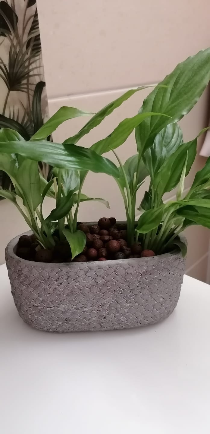 Customer photo review of SUBSTRAT - BLÄHTON