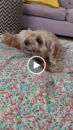 Customer video review of Premium Chicken Chews