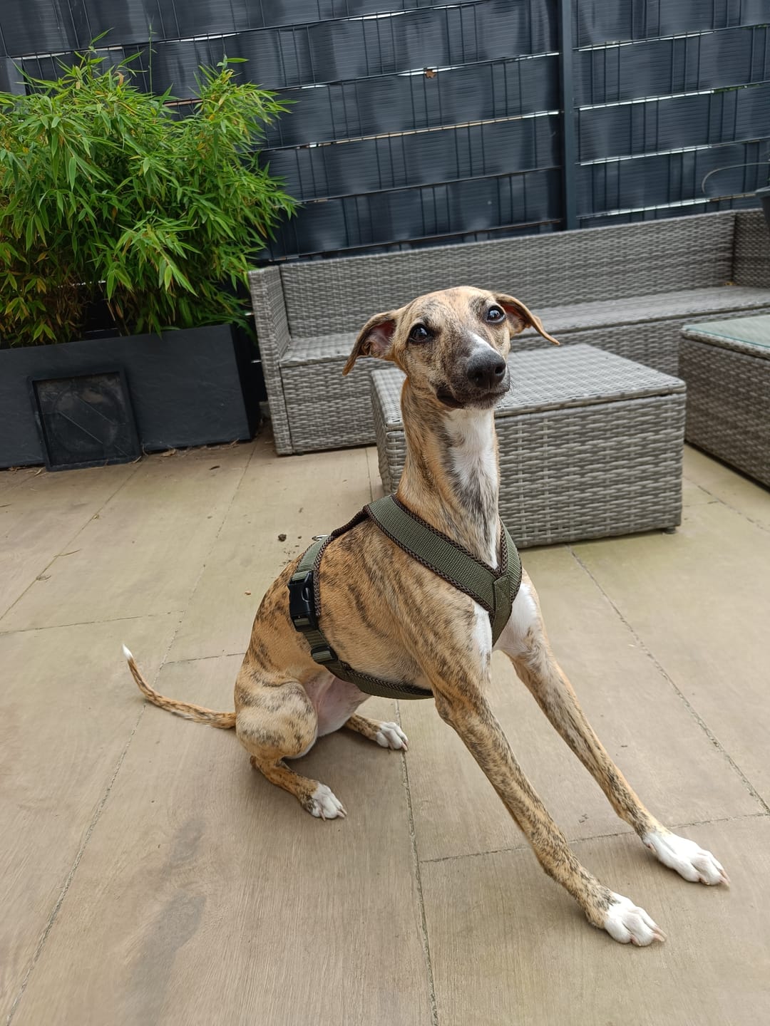 Customer photo review of Hundegeschirr FUN "Mountain Green"