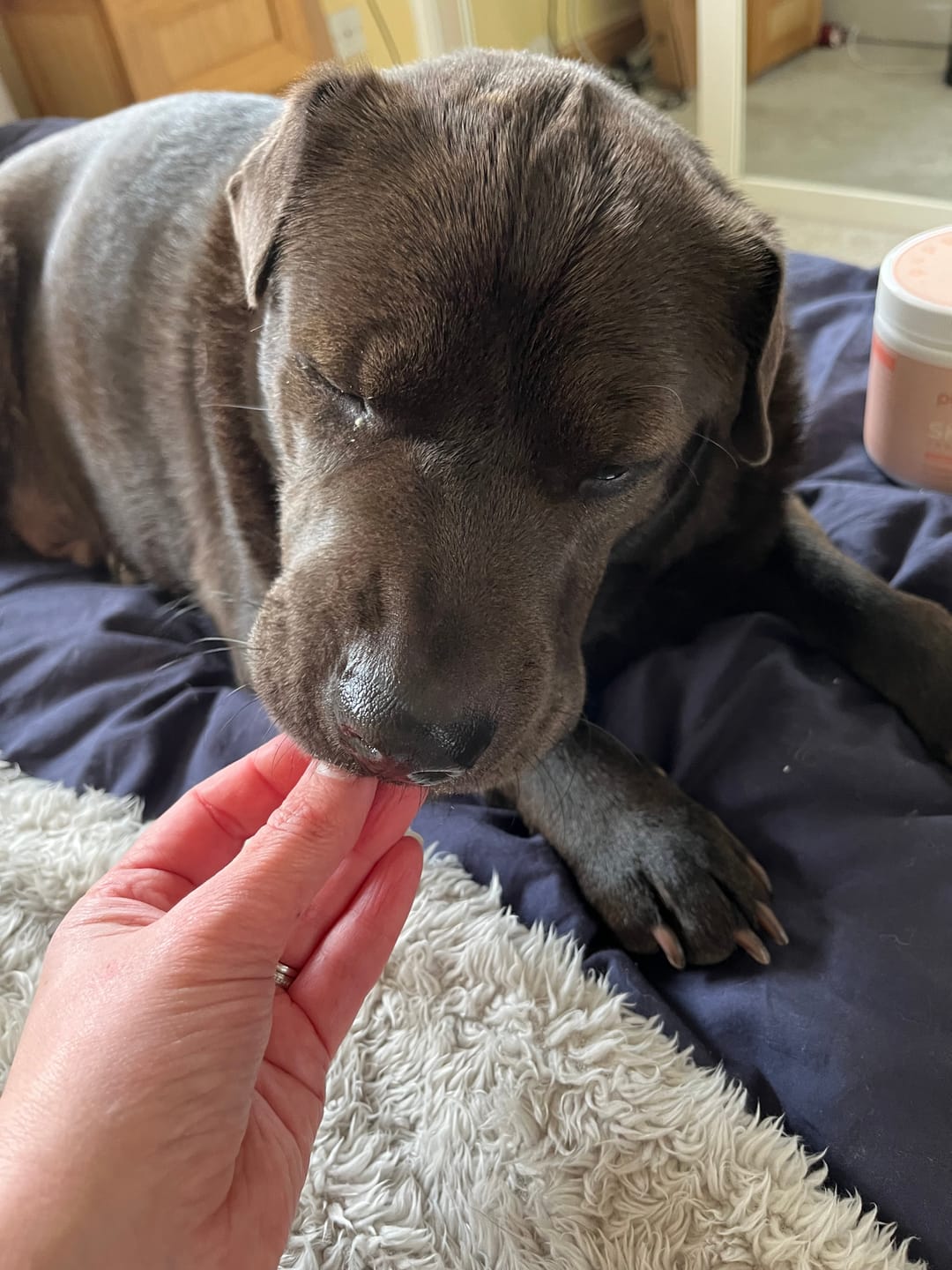 Customer photo review of Pre & Probiotic Treats