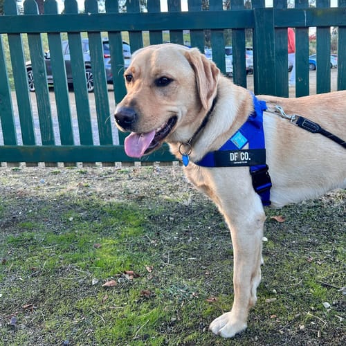 Customer photo review of Dog Harness