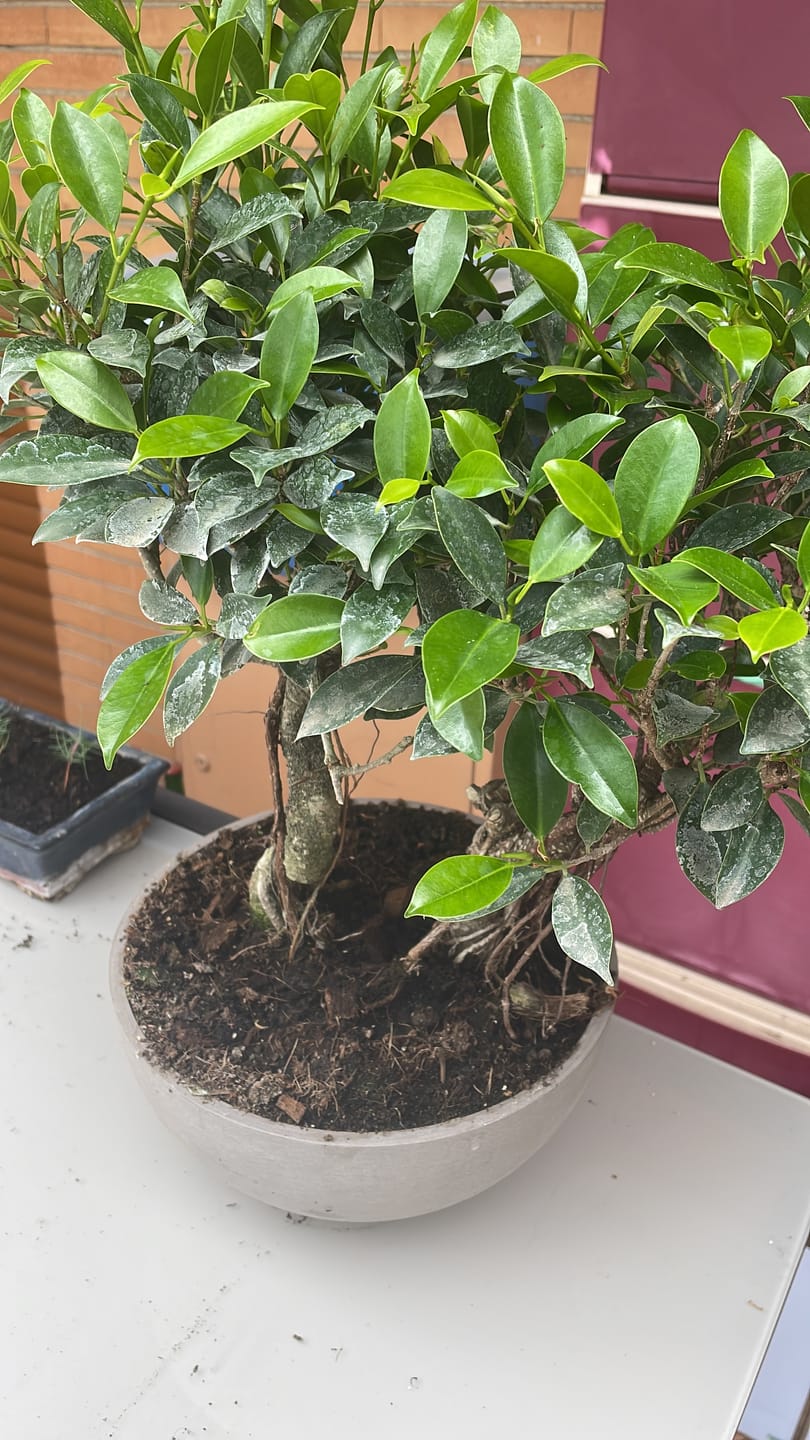 Customer photo review of PREDATOR CB® (barriera formiche)