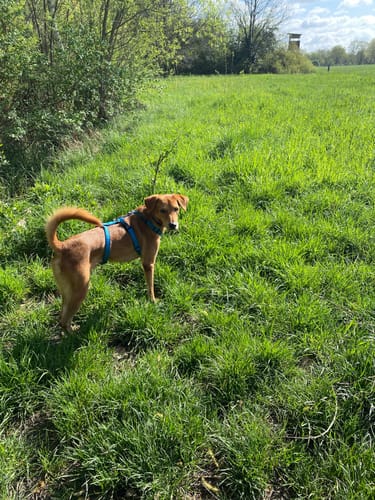 Customer photo review of Premium Hundegeschirr gepolstert