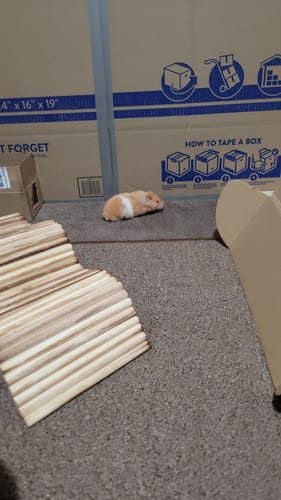 Customer photo review of Niteangel Small Animal Climbing Toys - Suspension Bridge Ladder for Hamsters Gerbils Mice Rats Guinea Pigs or Other Small Pets