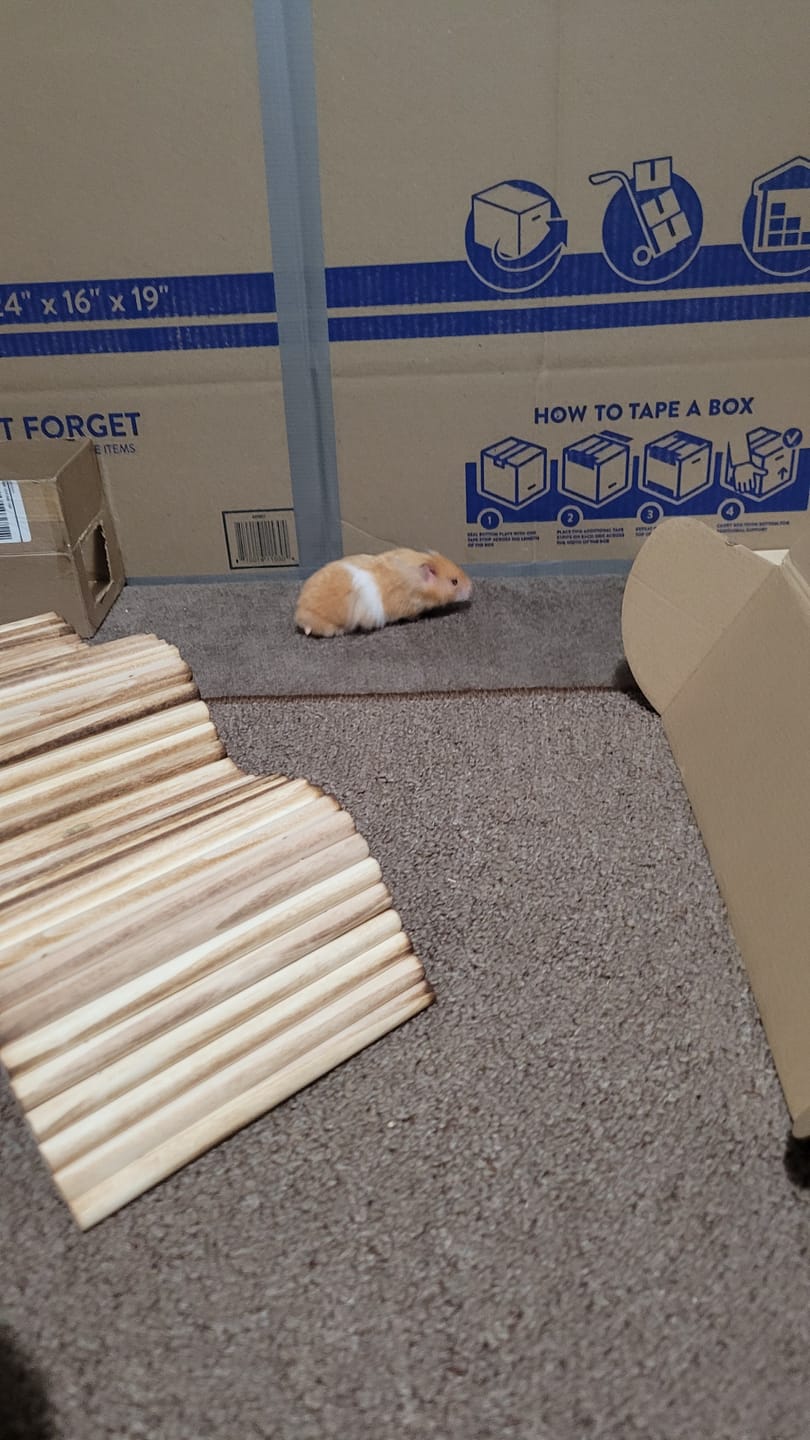 Customer photo review of Niteangel Small Animal Climbing Toys - Suspension Bridge Ladder for Hamsters Gerbils Mice Rats Guinea Pigs or Other Small Pets
