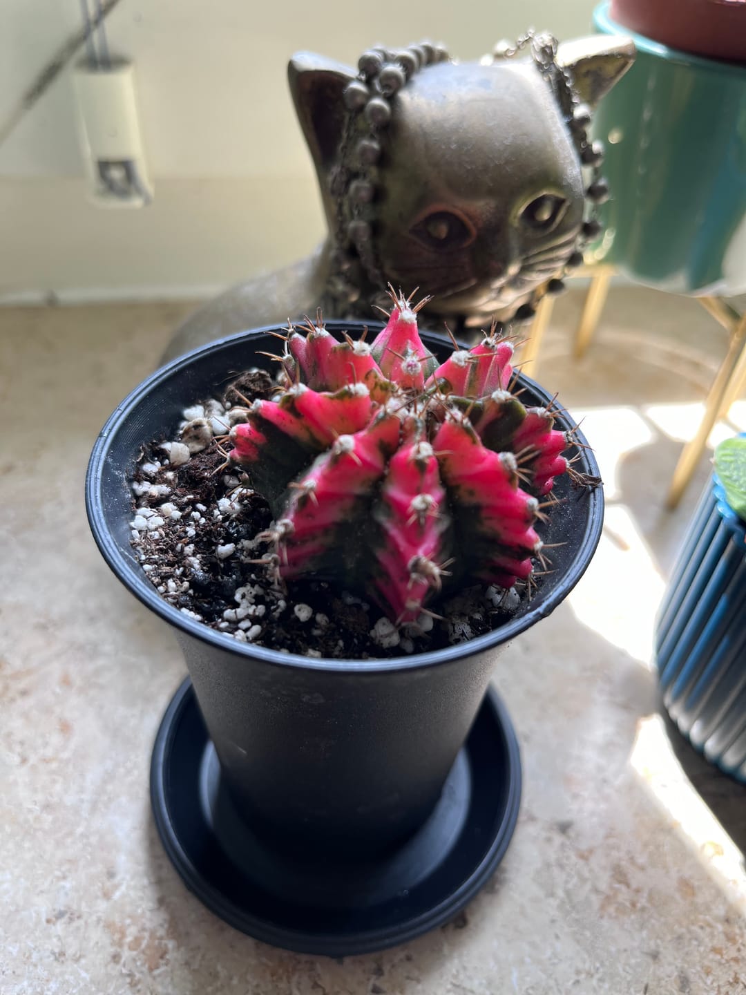 Customer photo review of Gymnocalycium Mihanovichii Variegata (Kaktus)
