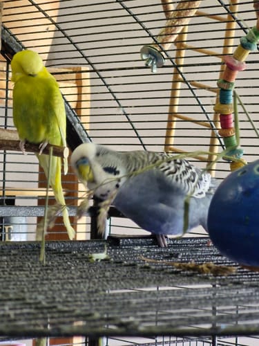 Customer photo review of Wildgräserstrauß