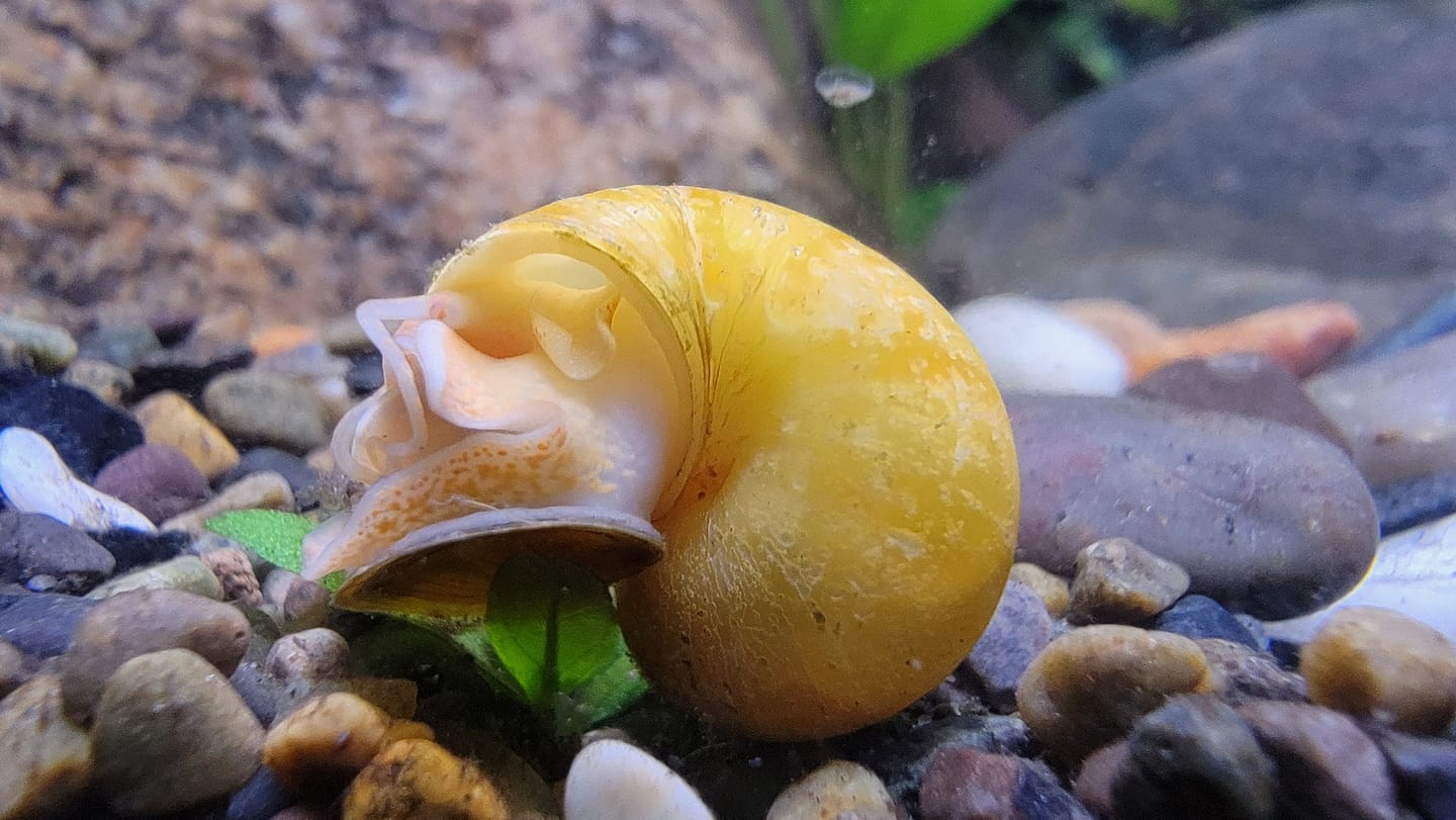 Customer photo review of Gold Mystery Snail