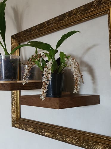 Customer photo review of Pholidota chinensis im 9cm Topf