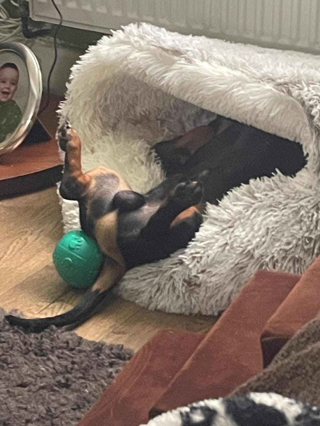 Customer photo review of Burrow Buddy™ - Pet Bed