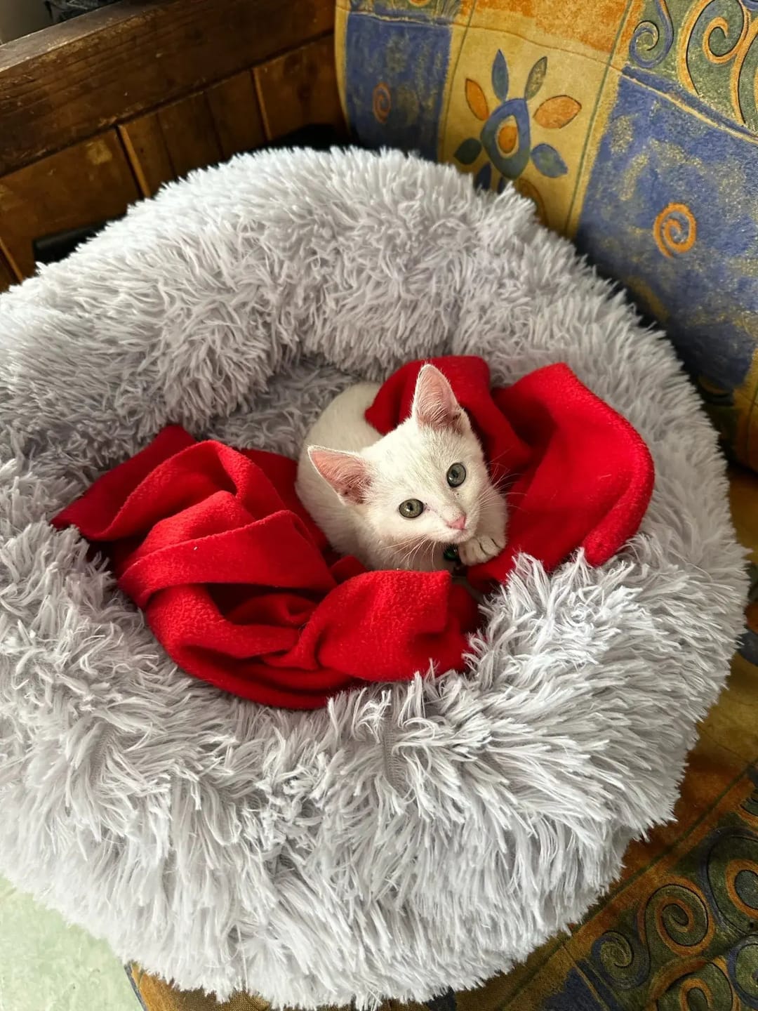 Customer photo review of Mellowpurr Huzurlu Paws Yatağı | Süper Yumuşak