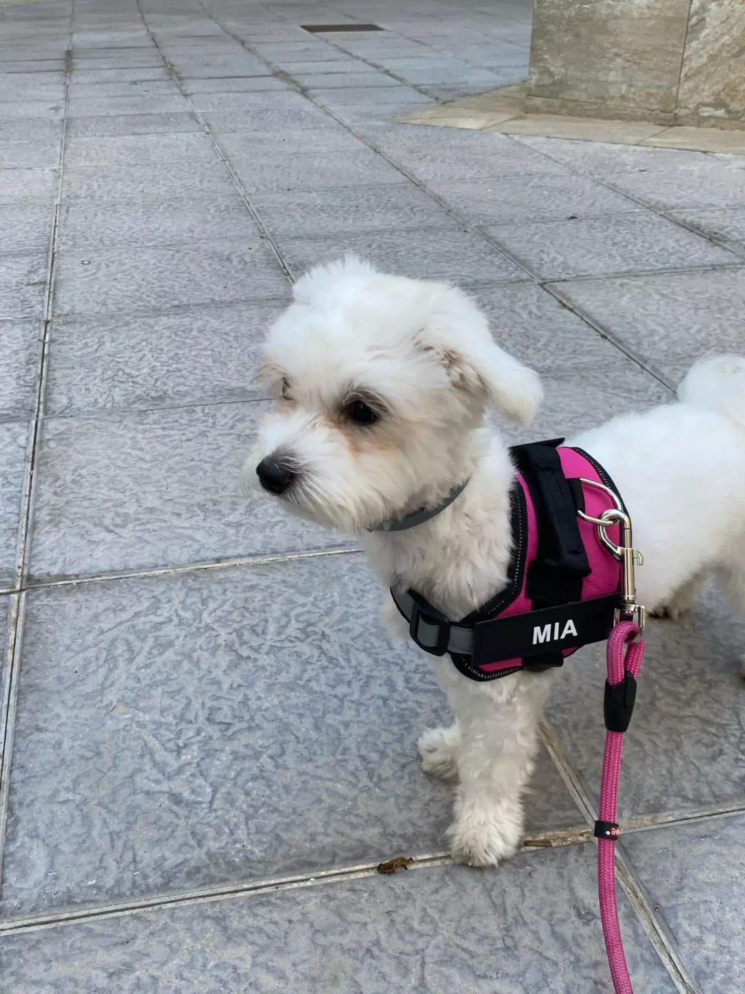 Customer photo review of MellowPurr Özelleştirilebilir No Pull Köpek Tasması