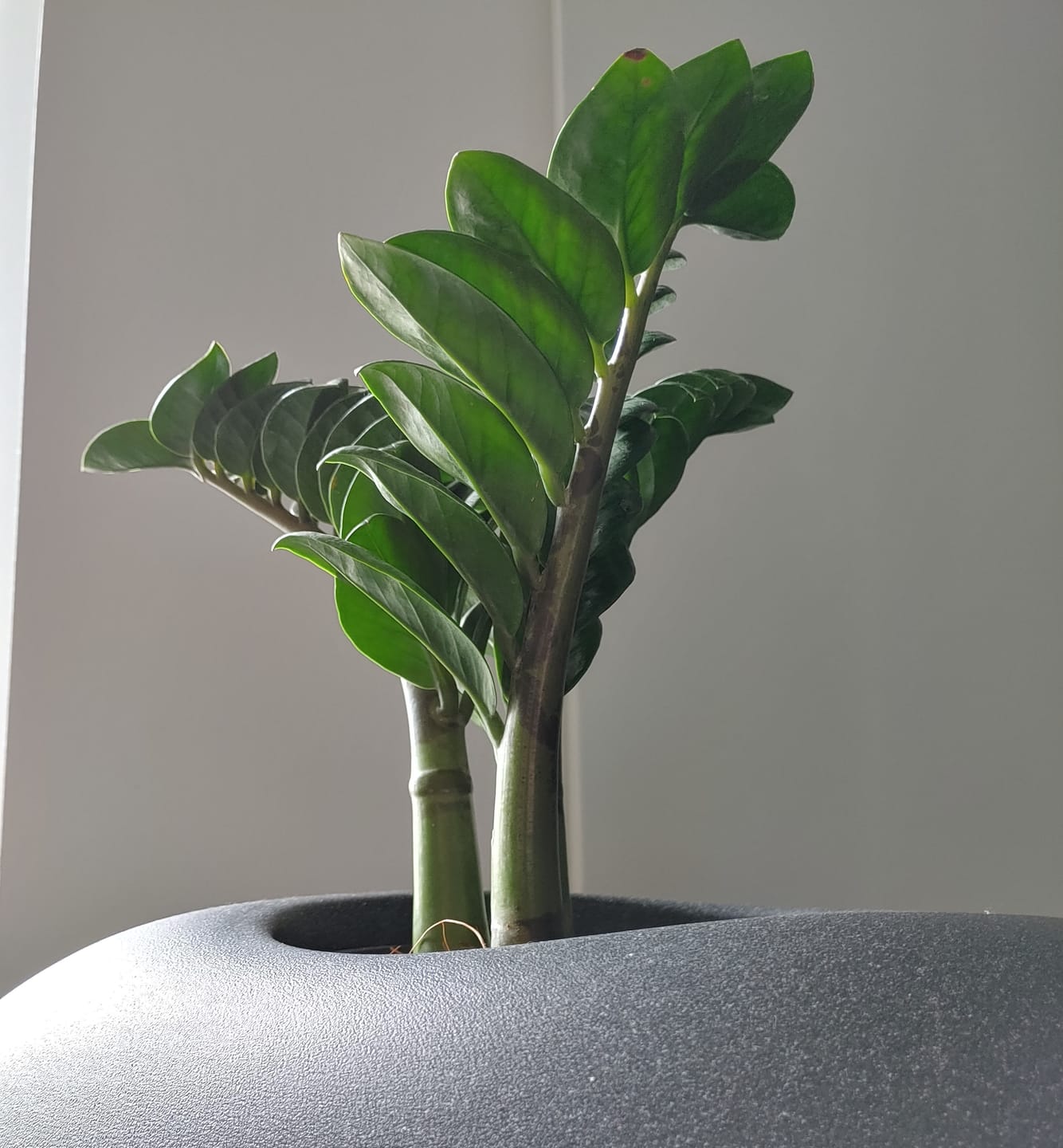 Customer photo review of ZAMIOCULCAS ZENZI