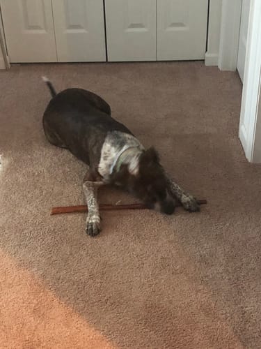 Customer photo review of 12 Inch Monster Bully Stick