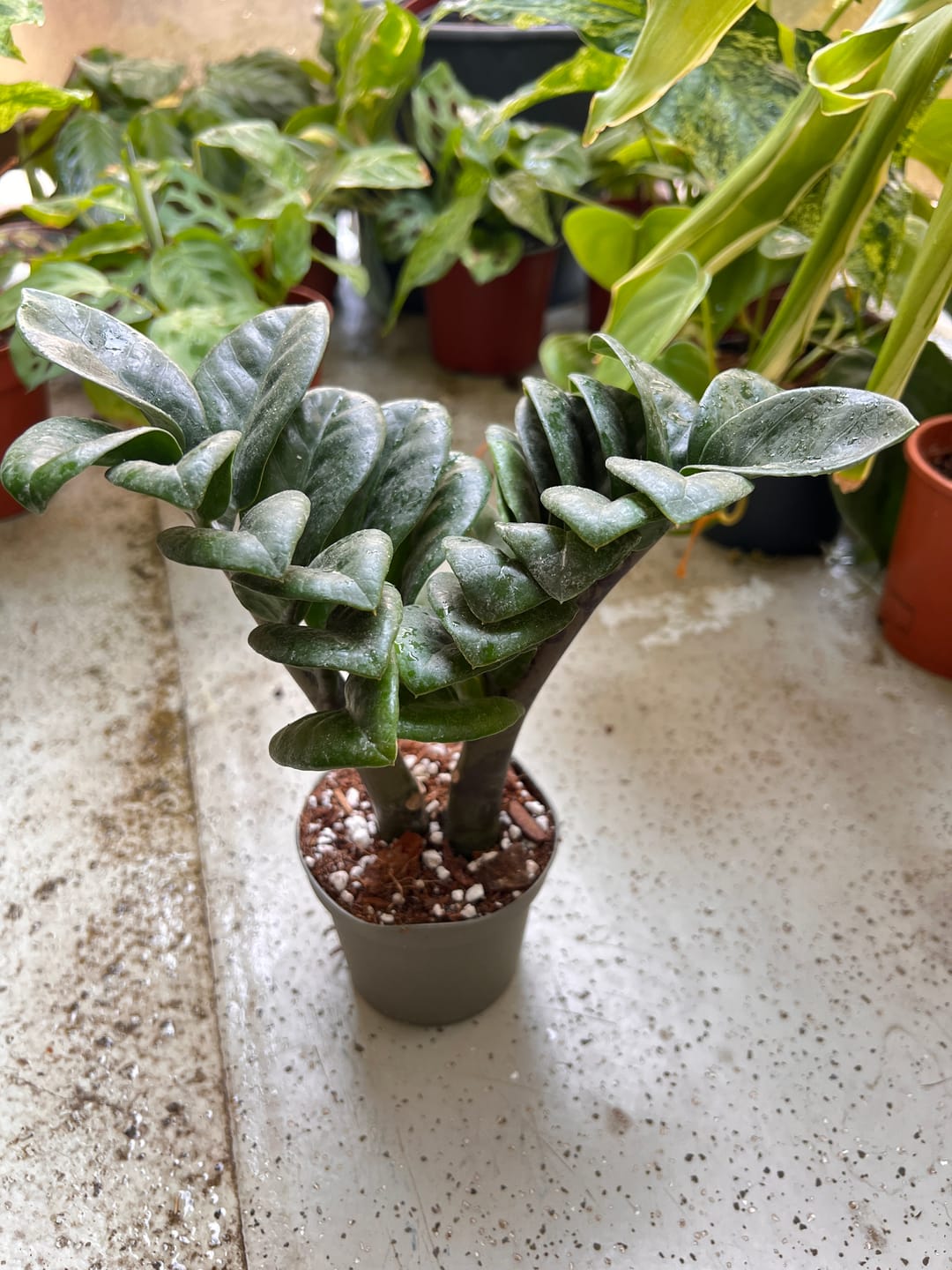 Customer photo review of ZAMIOCULCAS ZENZI