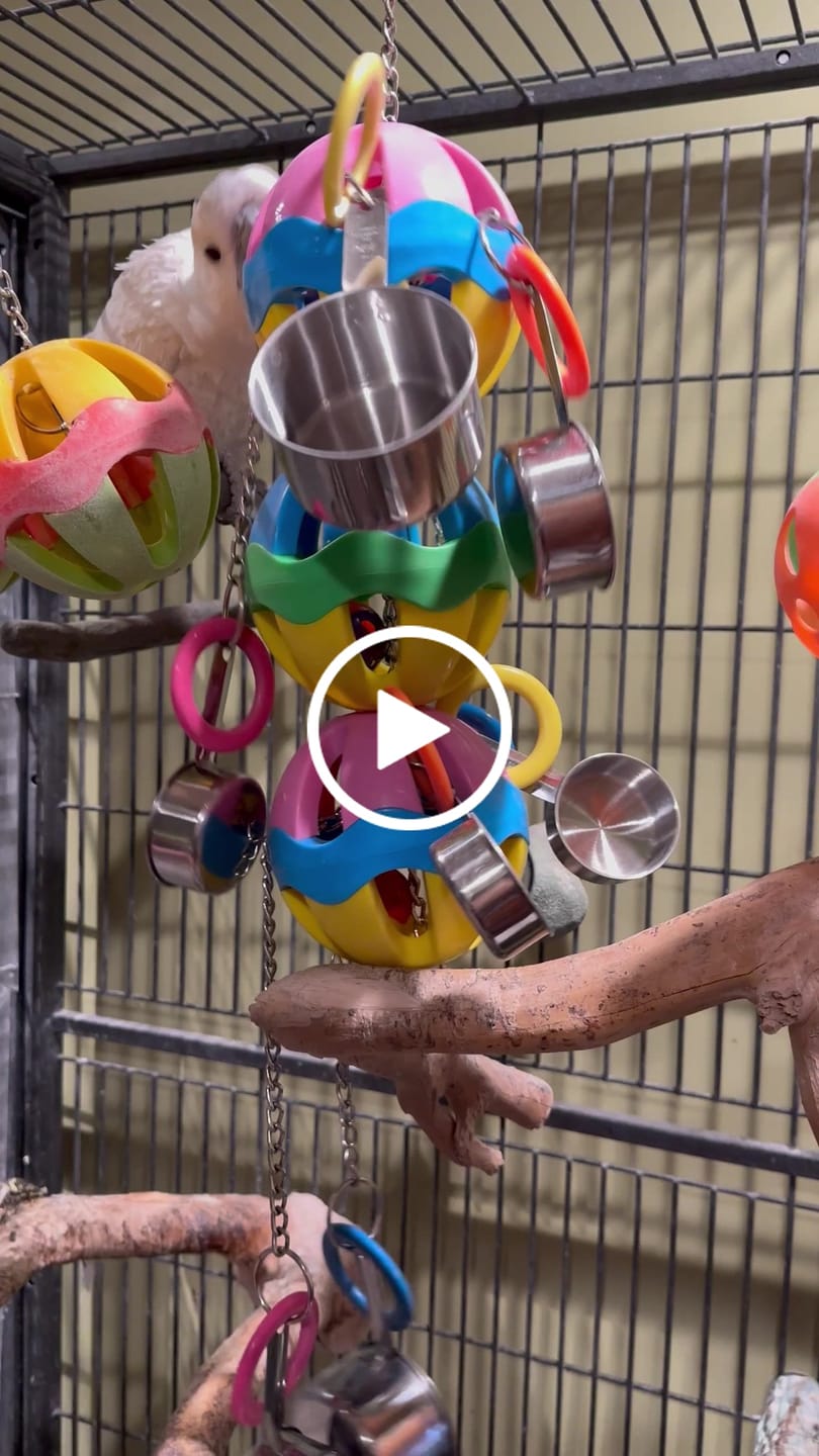 Customer video review of 1429 Huge Triple Tuff Pot