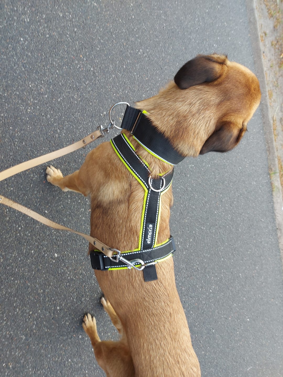 Customer photo review of Windhundgeschirr REFLEX "Yellow"