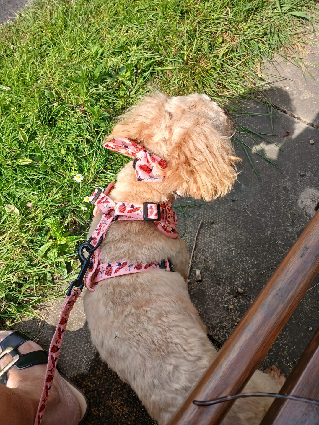 Customer photo review of Adjustable Dog Harness - Snug As A Lady Bug