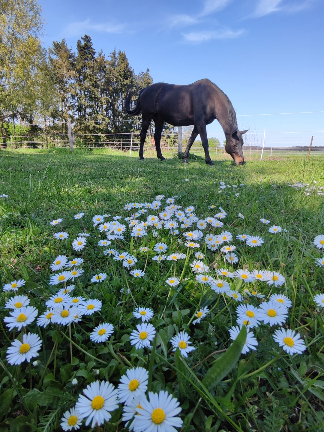 Customer photo review of Wurmtest Basic Pferd