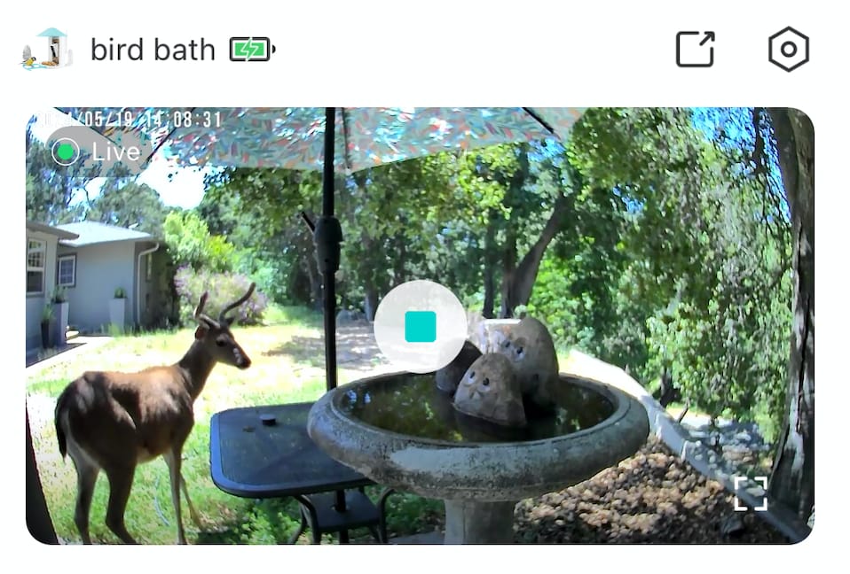 Customer photo review of Birdfy Cam