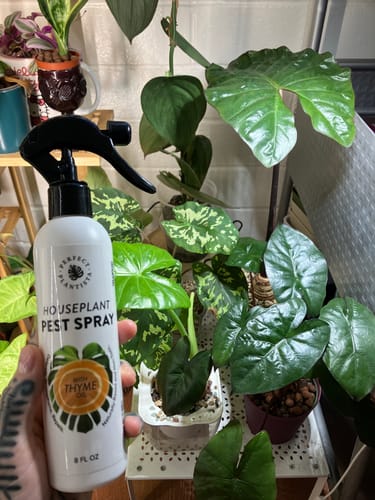 Customer photo review of Houseplant Pest Spray