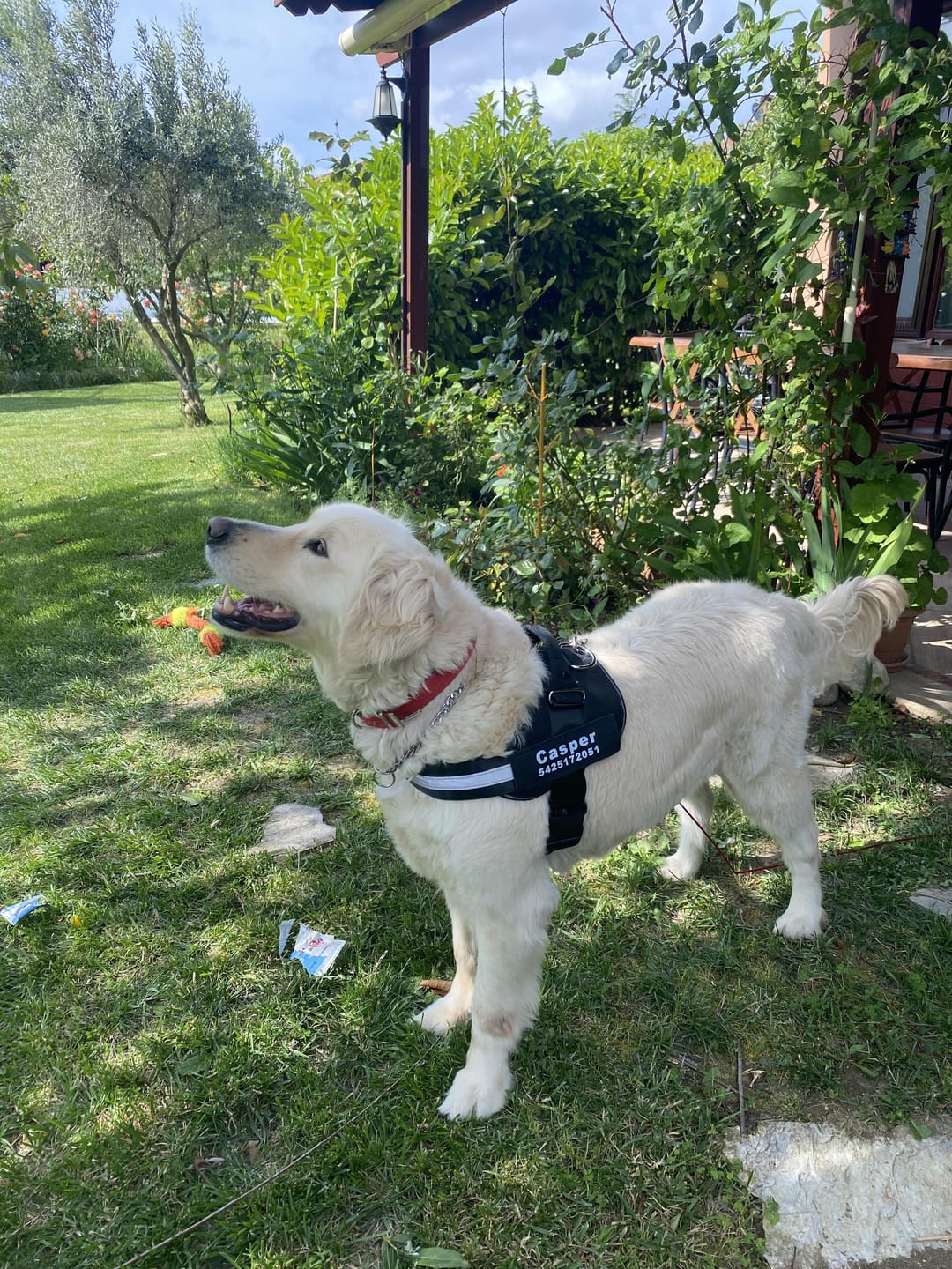 Customer photo review of MellowPurr Özelleştirilebilir No Pull Köpek Tasması