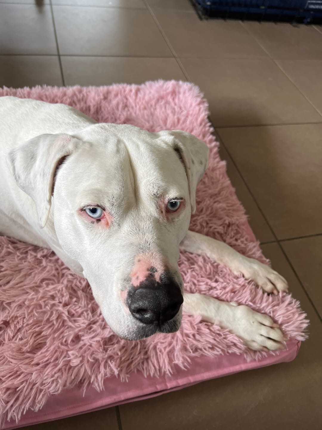 Customer photo review of Calming Cover for Kangaroo Crate Mat