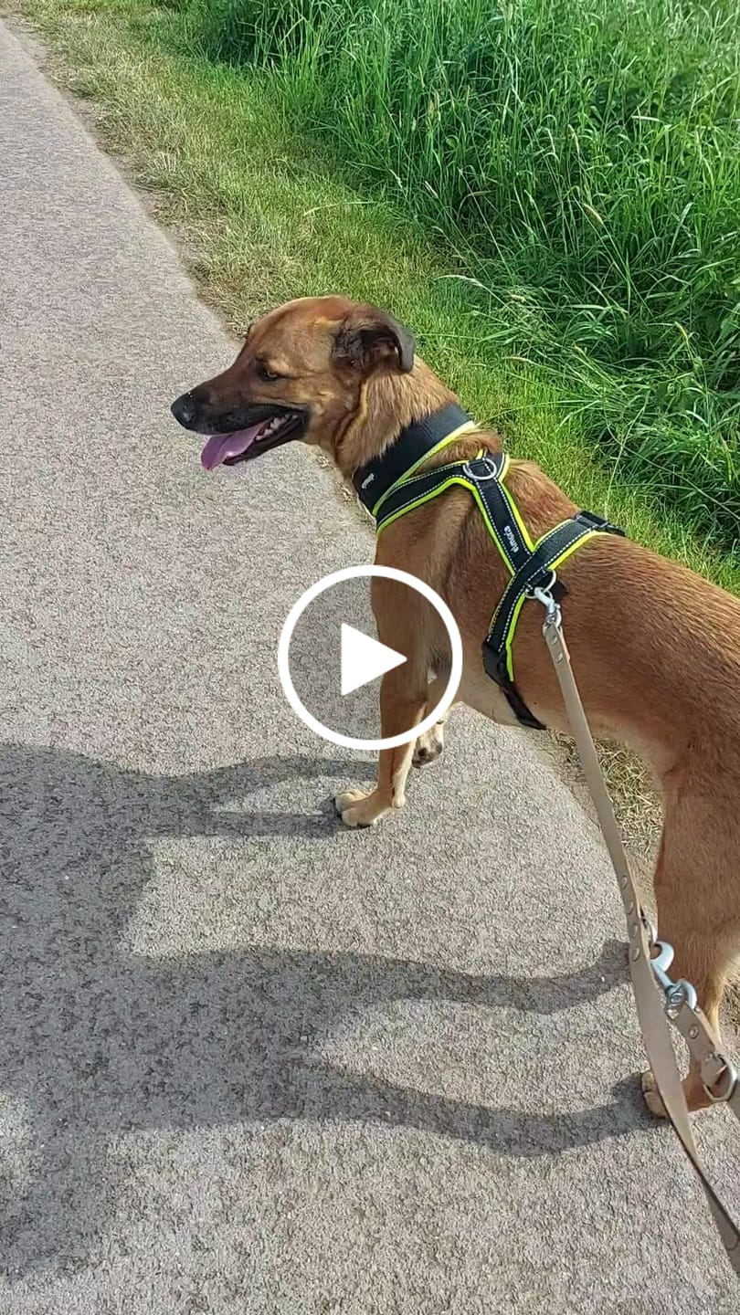 Customer video review of Halsband Zugstopp REFLEX