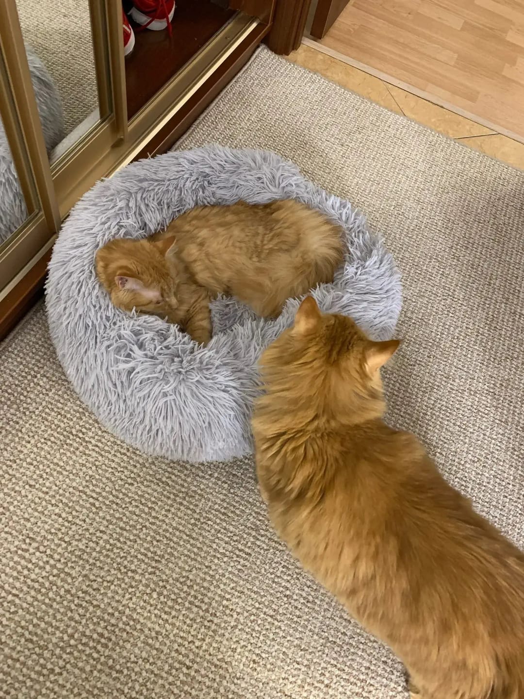 Customer photo review of Mellowpurr Huzurlu Paws Yatağı | Süper Yumuşak