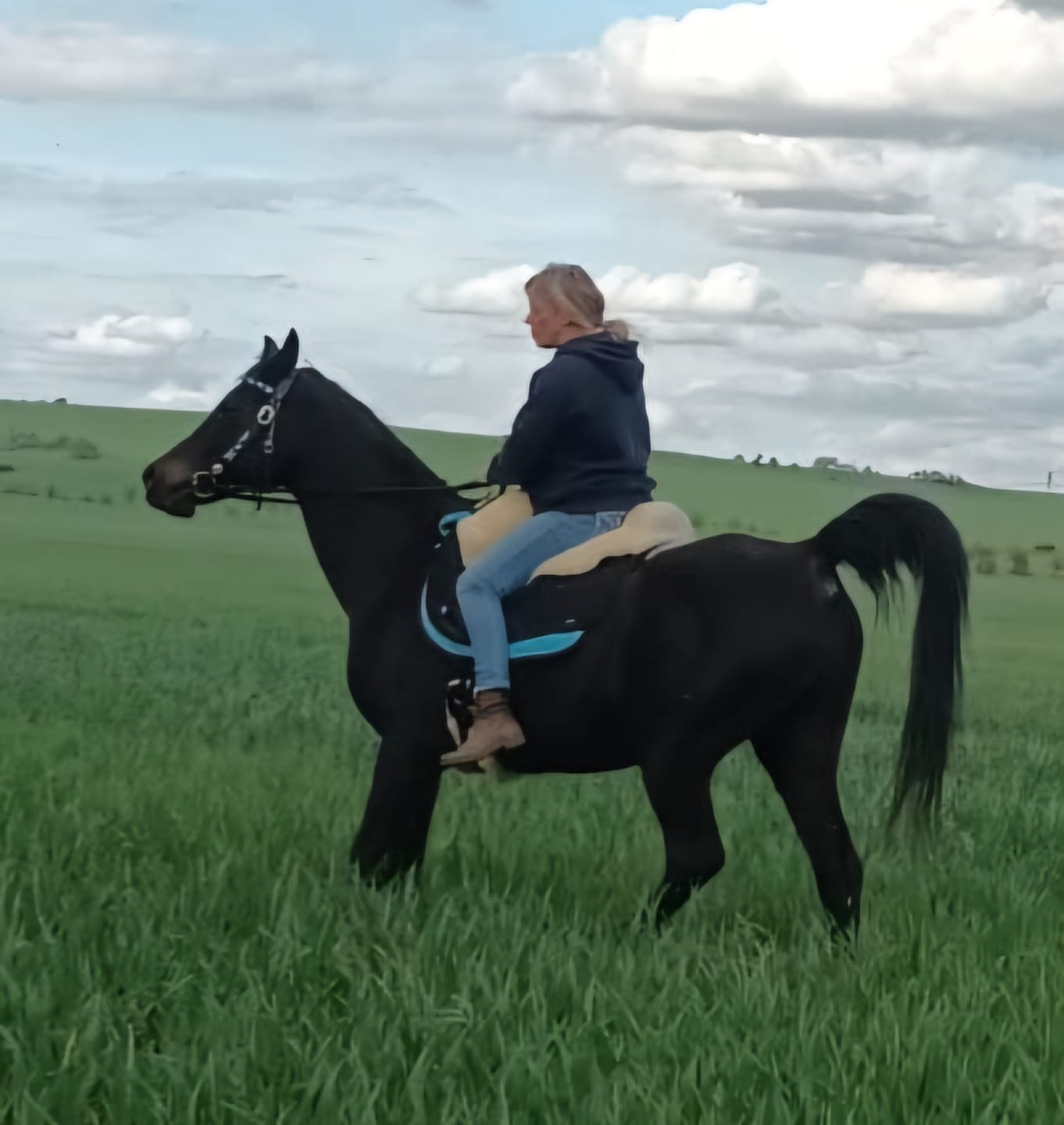 Customer photo review of Engel - Lammfell Sattelgurt Mondgurt 45 bis 70 cm