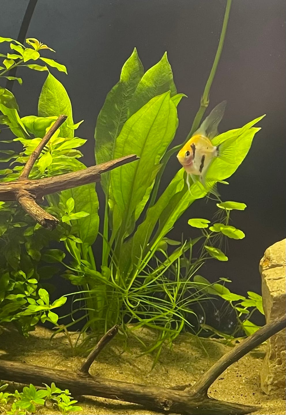 Customer photo review of Amazon Sword