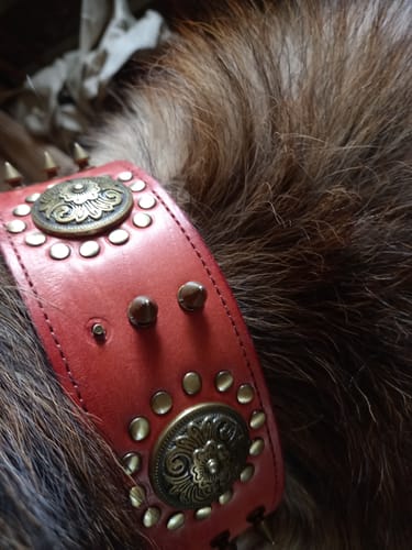 Avaliação com foto de um cliente sobre Coleira em Cabedal para Cães de Raça Média e Grande