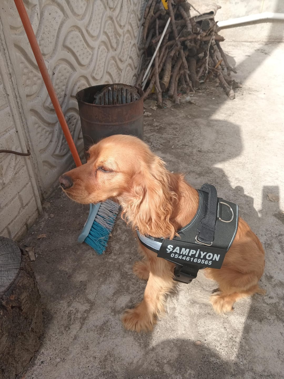 Customer photo review of MellowPurr Özelleştirilebilir No Pull Köpek Tasması