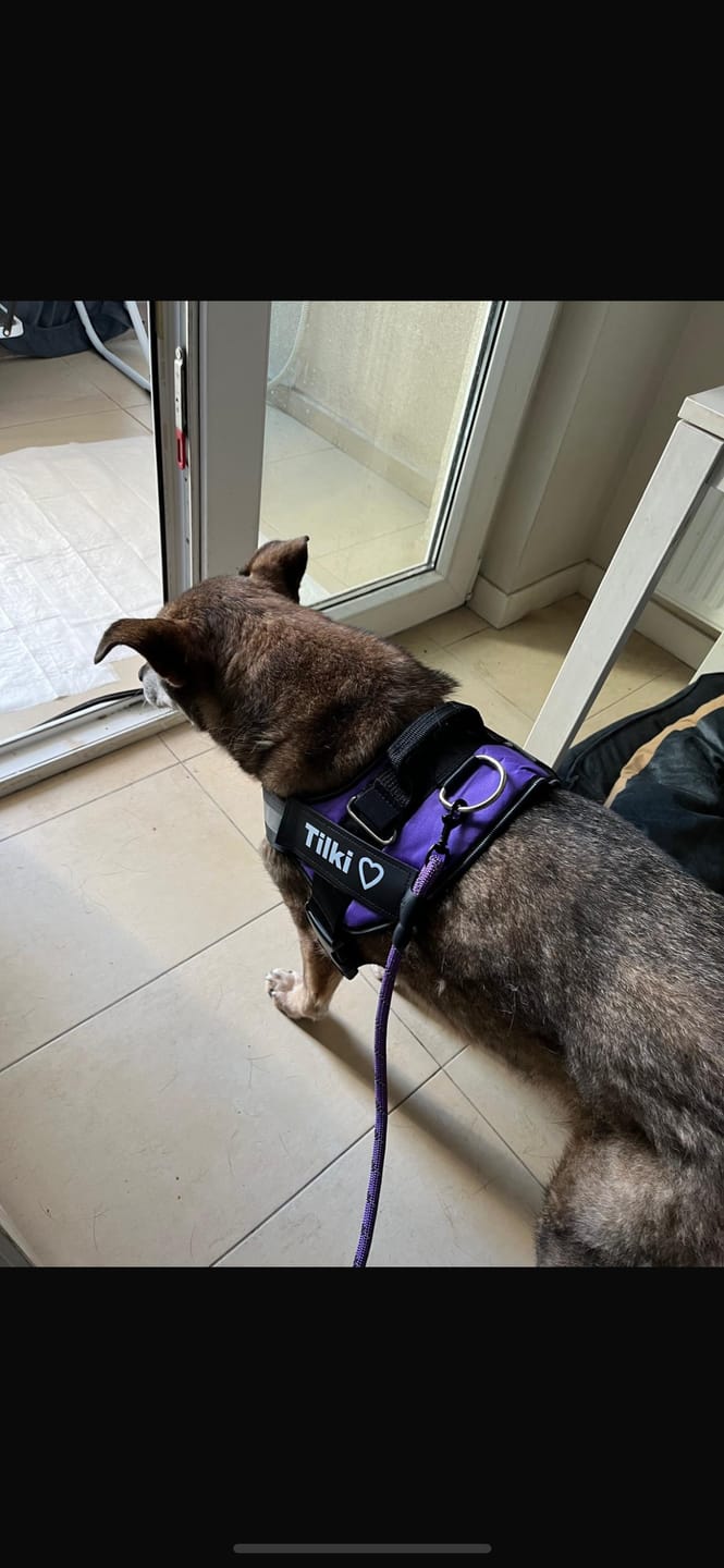 Customer photo review of MellowPurr Özelleştirilebilir No Pull Köpek Tasması