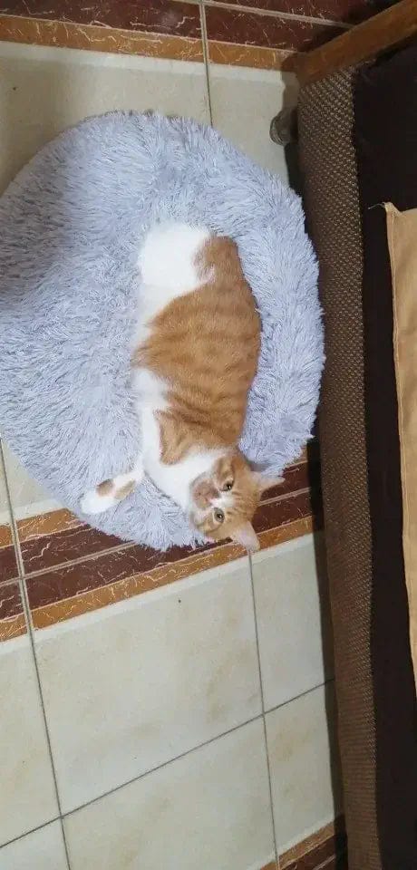 Customer photo review of Mellowpurr Huzurlu Paws Yatağı | Süper Yumuşak
