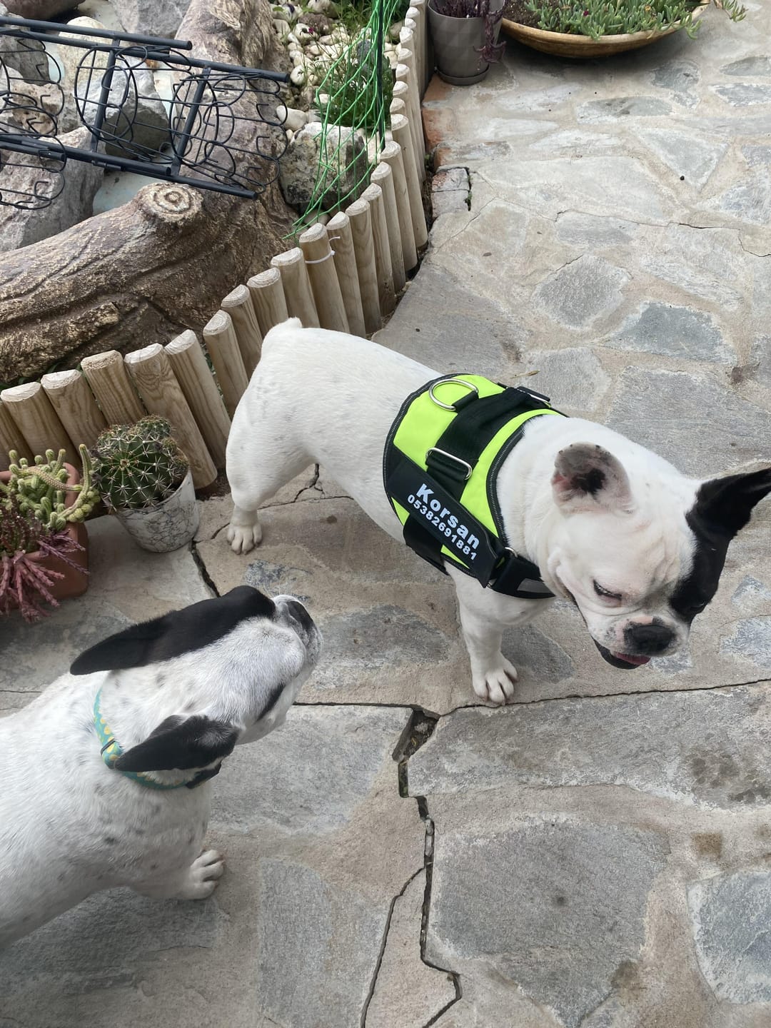 Customer photo review of MellowPurr Özelleştirilebilir No Pull Köpek Tasması