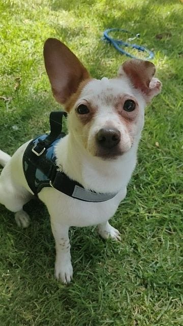 Customer photo review of MellowPurr Özelleştirilebilir No Pull Köpek Tasması