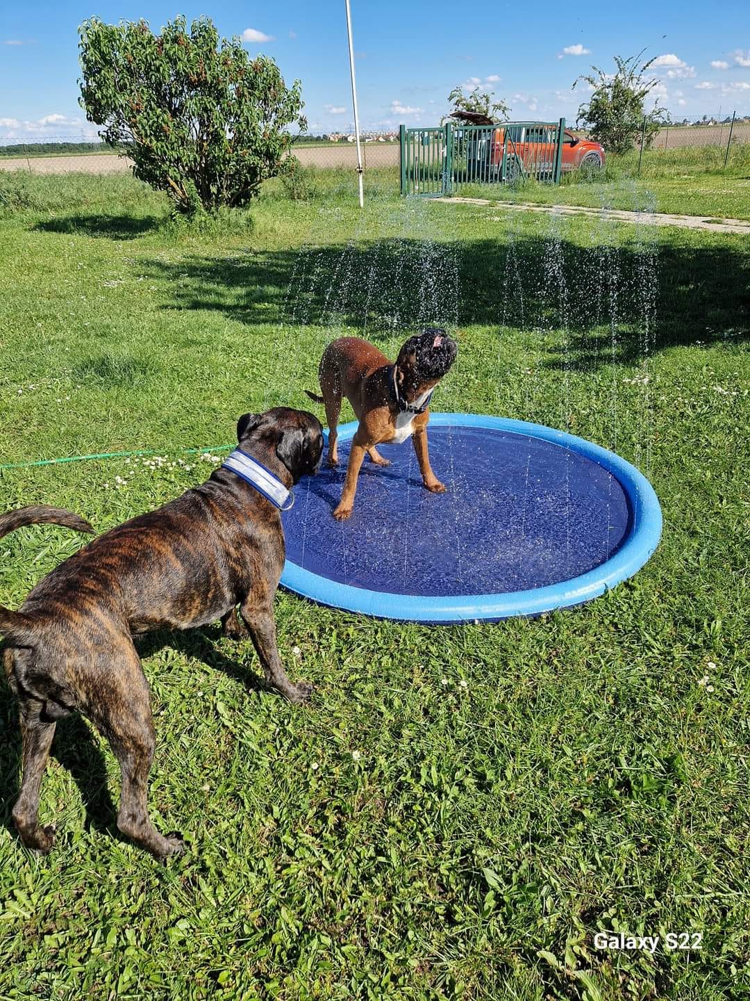 Customer photo review of Sprinkler Wasserspielmatte für Hunde