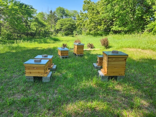 Customer photo review of Optimized 5 PACK 10 Frame Deep Box Hive Body with Wax Coating (Frameless, Logo Free) Essential Hive Part