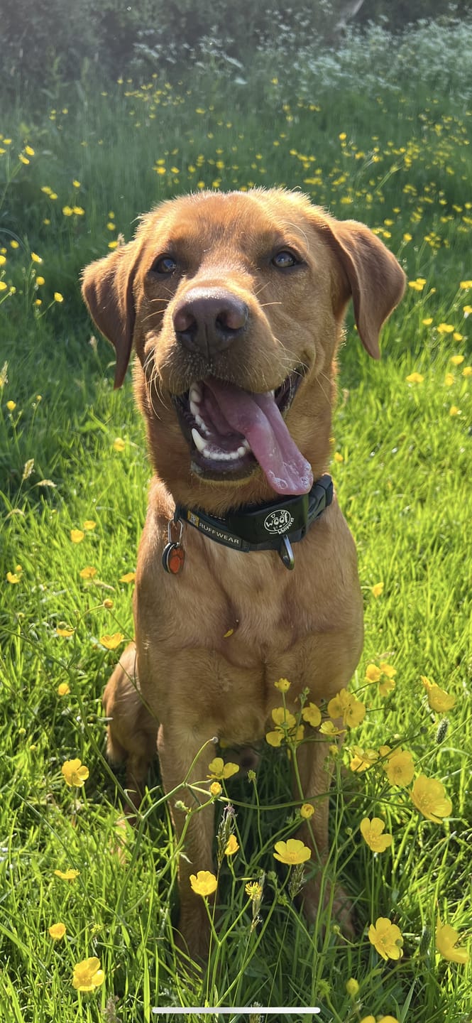 Customer photo review of Rechargeable Anti Bark Training Collar - Sound & Vibration - No Shock
