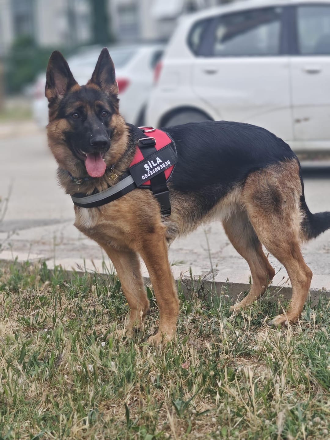 Customer photo review of MellowPurr Özelleştirilebilir No Pull Köpek Tasması