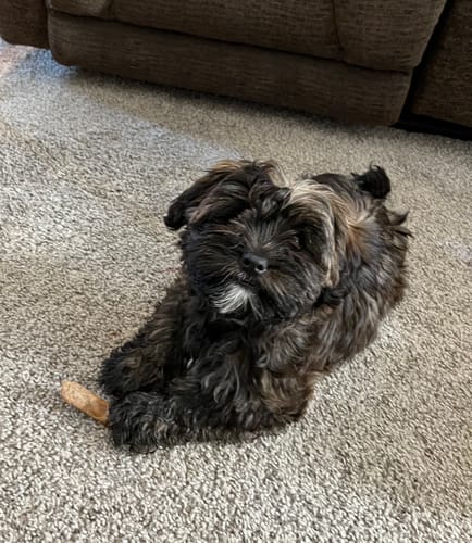 Customer photo review of Super Skinny Bully Sticks