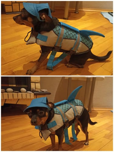Customer photo review of Pet Dog Life Jacket Vest