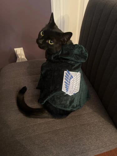 Customer photo review of Pet Survey Corps Cloak
