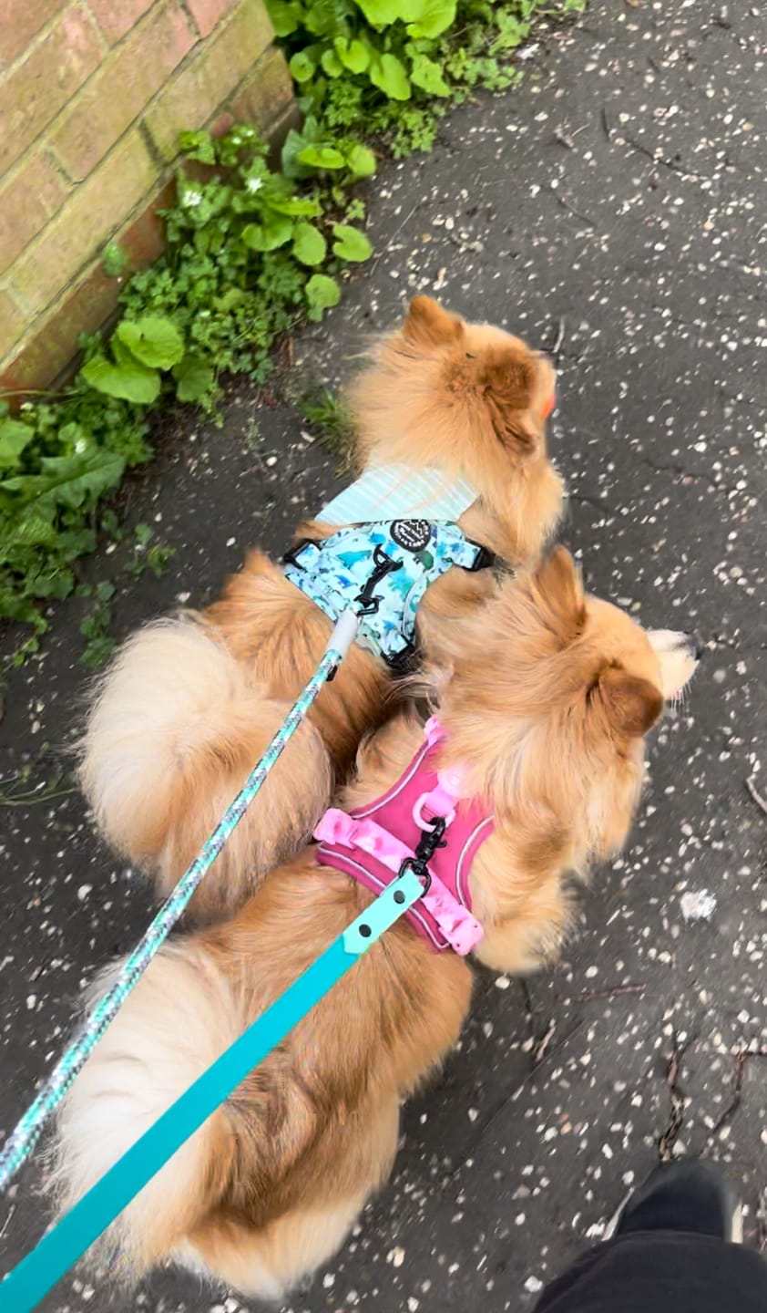 Customer photo review of Tough Trails™ Harness - Walkies Ready® Raspberry Pink