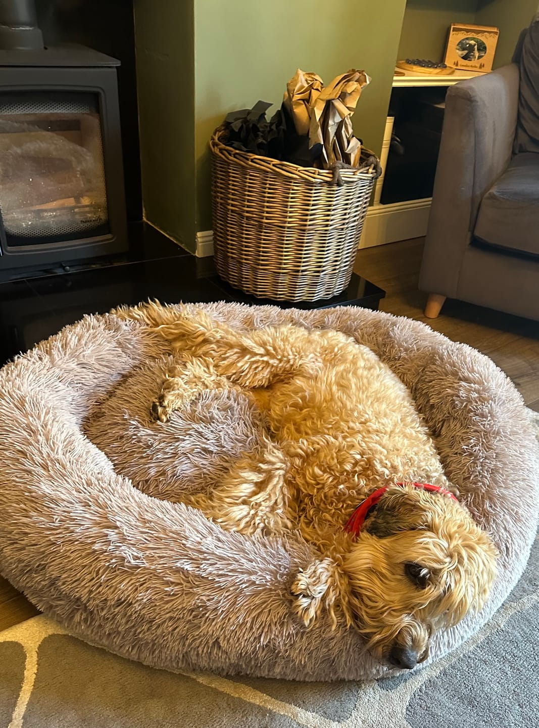 Customer photo review of Calming Dog Bed