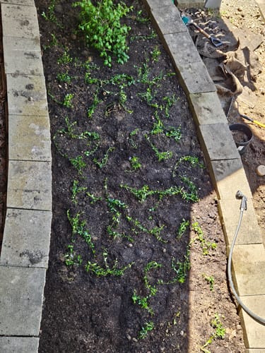 Customer photo review of Vinca Minor Bowles 50 count Flat