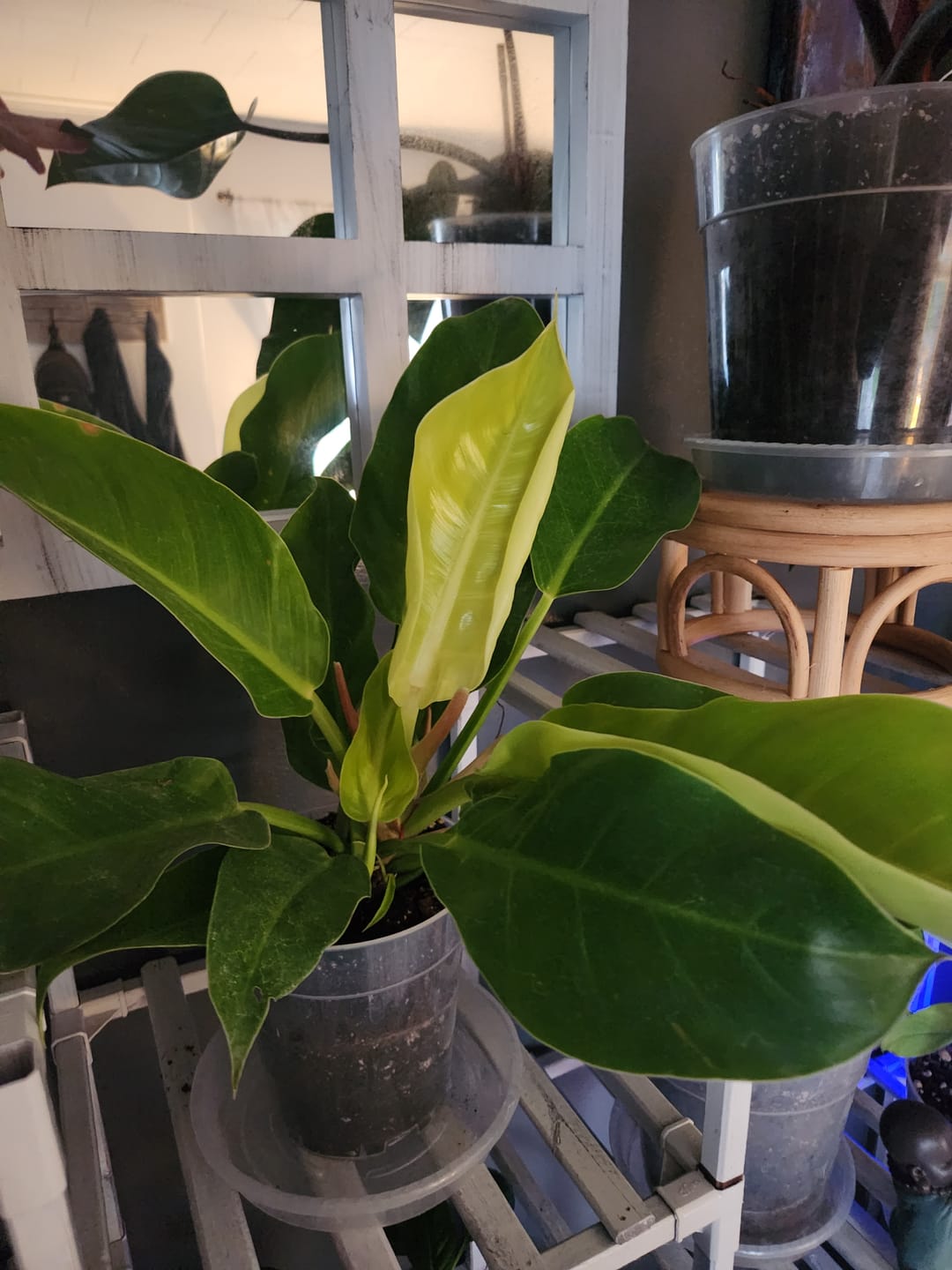 Customer photo review of Philodendron 'Moonlight'