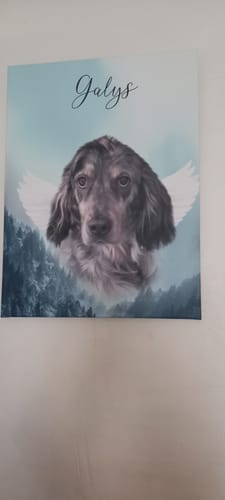 Customer photo review of Portrait Pégasus